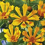 Unbranded Coreopsis Zamphir 246346.htm