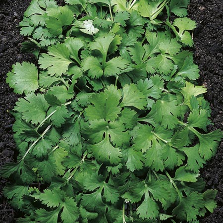 Unbranded Coriander Plants Pack of 5 Pot Ready Plants