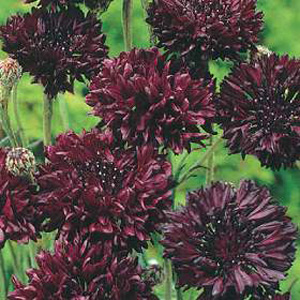 Unbranded Cornflower Black Ball Seeds