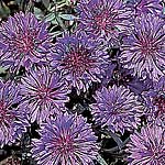 Unbranded Cornflower Blue Diadem Seeds 415335.htm