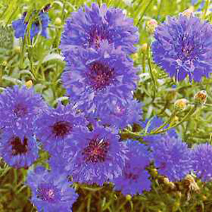 This mixed cornflower is very good for bedding borders containers and cutting.