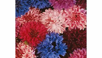Unbranded Cornflower Seeds - Tall Double Mixed