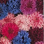 Shades of blue  pink  rose  dark red  maroon and white. Selected for cut flower use. HA - Hardy Annu