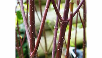Unbranded Cornus Plant - Alba Elegantissima