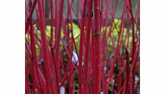Unbranded Cornus Plant - Alba Sibirica