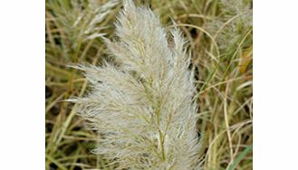 Unbranded Cortaderia Plant - Splendid Star