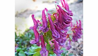 Unbranded Corydalis Plant - Blackberry Wine