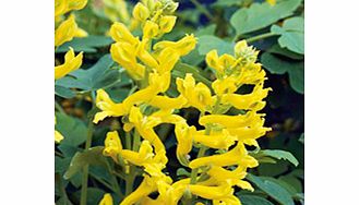 Unbranded Corydalis Plant - Canary Feathers
