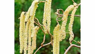 Unbranded Corylus Avellana Contorta