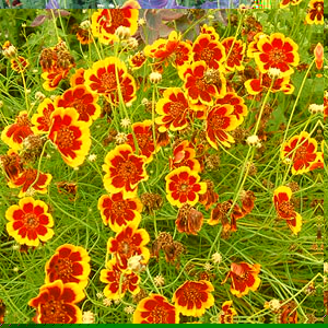 An exquisite variety with fine narrow foliage and masses of stunning  dark magenta blooms with gold 