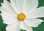   This popular, pure white cosmos is a perfect tal