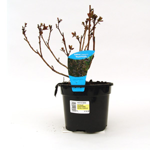 Unbranded Cotinus coggygria Royal Purple  Smoke Tree