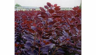 Unbranded Cotinus Plant - Royal Purple