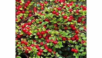 Unbranded Cotoneaster Plant - Horizontalis