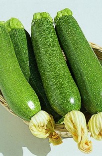 Grow your very own Courgette (or Zucchini) from seed. Standard green zucchini with great flavour. He