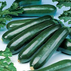 Unbranded Courgette Dundoo F1 Seeds