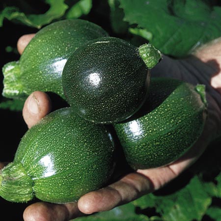 Unbranded Courgette Eight Ball Seeds 10 seeds