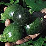Unbranded Courgette Eight Ball Seeds 439601.htm