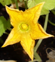 Unbranded Courgette flowers, qty 15, boxed