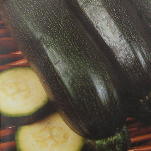 Unbranded Courgette Midnight F1 Hybrid Seeds