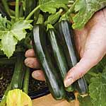 Unbranded Courgette Midnight F1 Plants 430141.htm
