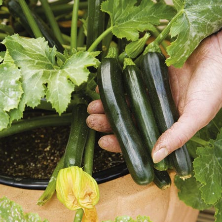 Unbranded Courgette Midnight F1 Plants Pack of 5 Pot Ready