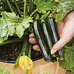 Unbranded Courgette Midnight F1 Plants