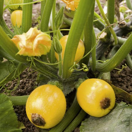 Unbranded Courgette One Ball F1 Seeds 20 Seeds