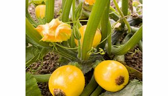 Unbranded Courgette One Ball F1 Seeds