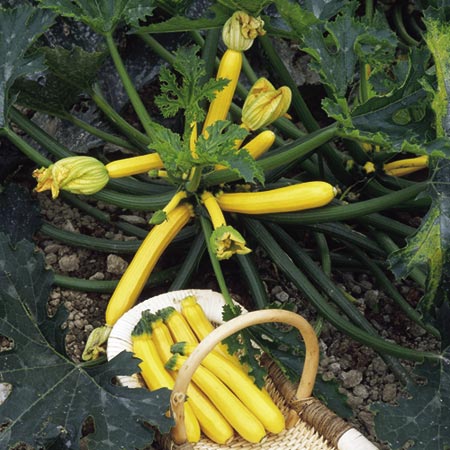 Unbranded Courgette Orelia F1 Plants Pack of 5 Pot Ready