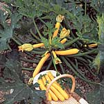 Unbranded Courgette Orelia F1 Pot Ready Plants