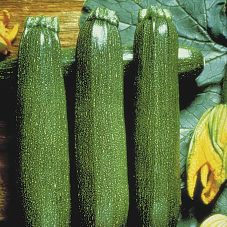 Unbranded Courgette Partenon F1 Plants Pack of 5 Pot Ready