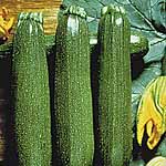 Unbranded Courgette Partenon F1 Seeds 439729.htm