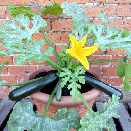 Unbranded Courgette Patio Star F1 Plants Pack of 3 Pot