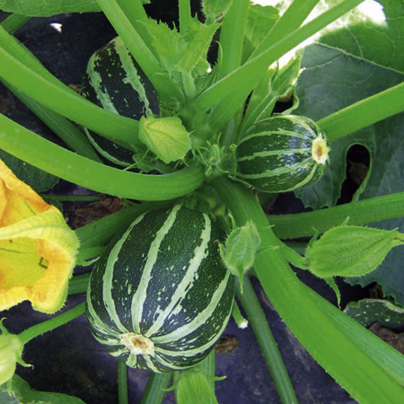 Unbranded Courgette Piccolo F1 Seeds 8 Seeds