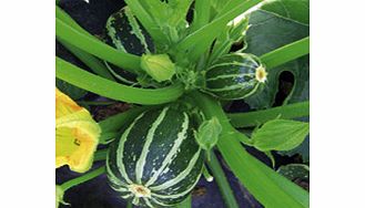 Unbranded Courgette Piccolo F1 Seeds