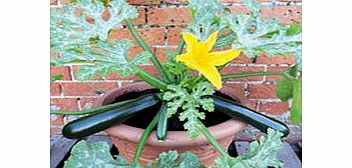 Unbranded Courgette Plants - F1 Patio Star