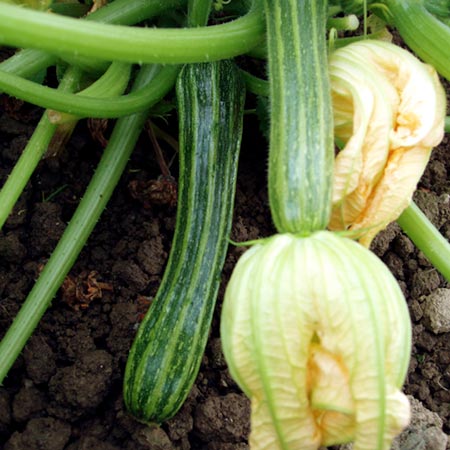 Unbranded Courgette San Pasquale 18 Seeds