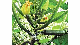 Unbranded Courgette Seeds - Black Forest F1