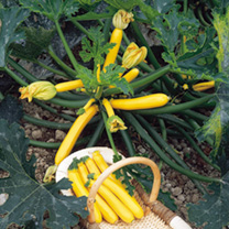 Unbranded Courgette Seeds - Orelia F1