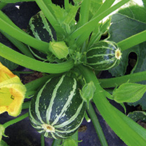 Unbranded Courgette Seeds - Piccolo F1