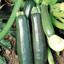 Unbranded Courgette Seeds - Sure Thing Hybrid F1