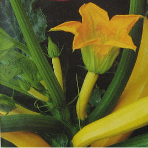 Unbranded Courgette Soleil F1 Hybrid Seeds