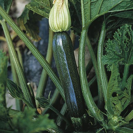 Unbranded Courgette Supremo F1 Seeds 12 seeds