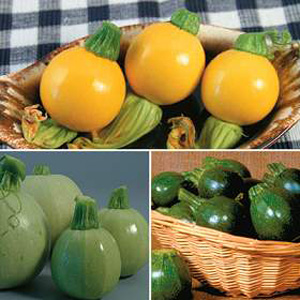 Unbranded Courgette Tricolour F1 Seeds