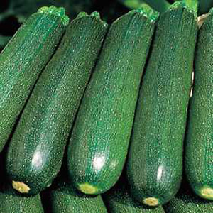 Unbranded Courgette Venus F1 Seeds