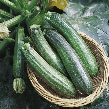Unbranded Courgette Zucchini F1 Seeds - Triplepack 45