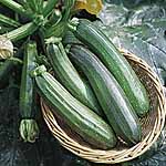 Unbranded Courgette Zucchini F1 Seeds 439687.htm