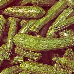 Unbranded Courgette (Zucchini) Seeds