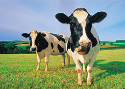Cows Keyring